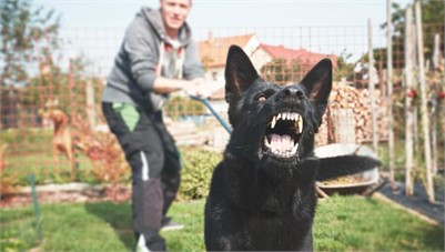  A Nip or a Mauling? Navigating the Complexities of Dog Bite Legal Cases